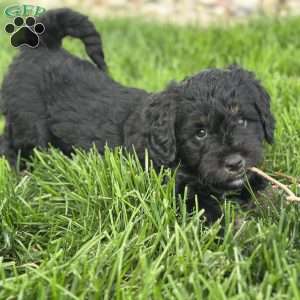 Strawberry, Mini Bernedoodle Puppy